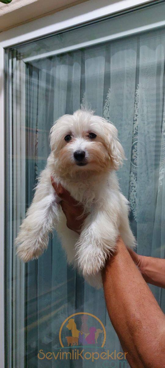 satılık Terrier Maltese dördüncü fotoğrafı