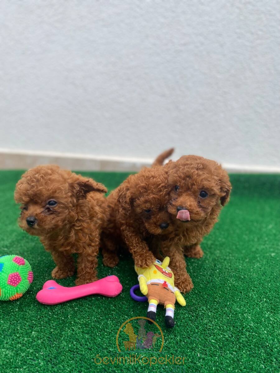 satılık Poodle Toy fiyatı