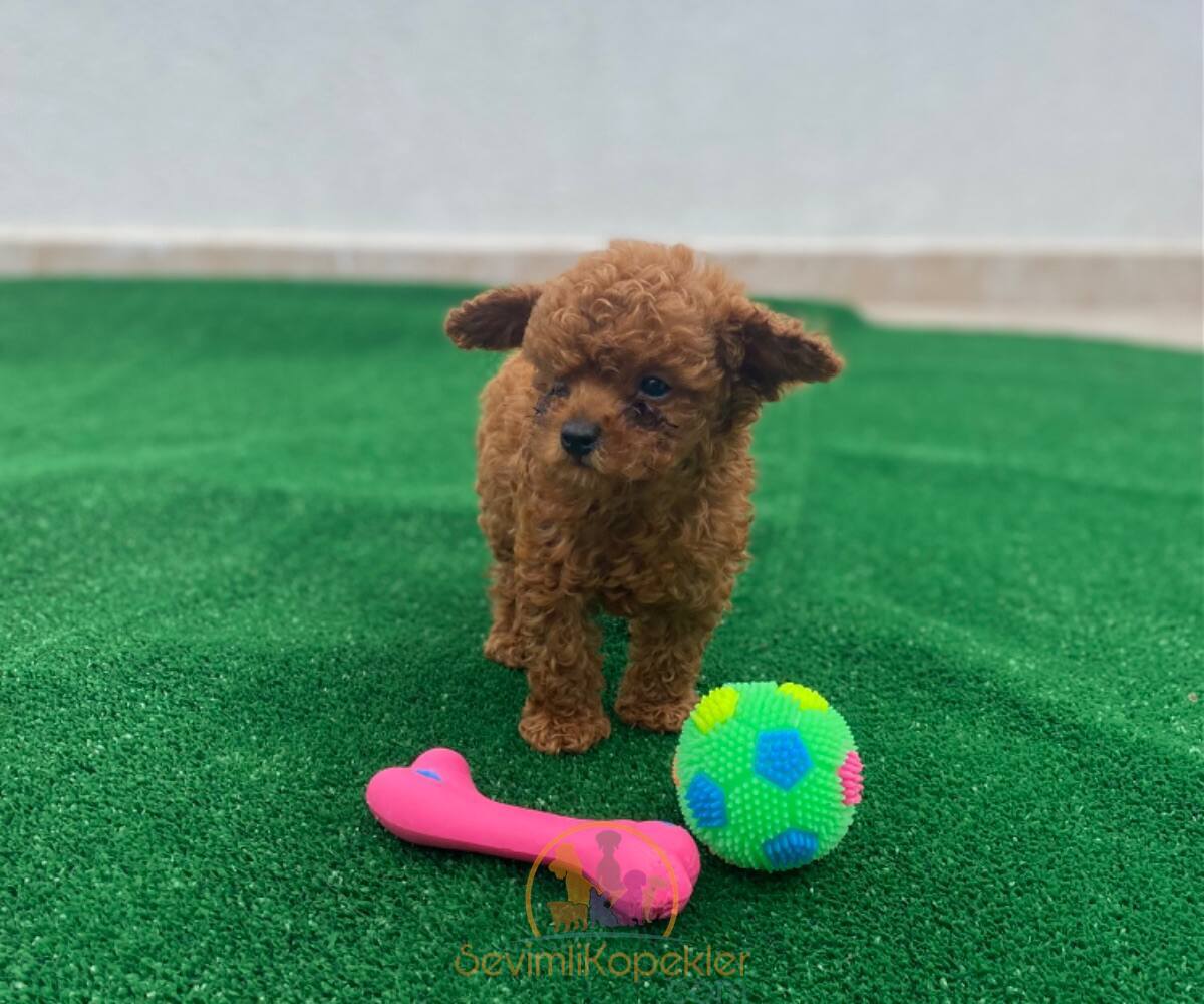 satılık Poodle Toy ikinci fotoğrafı