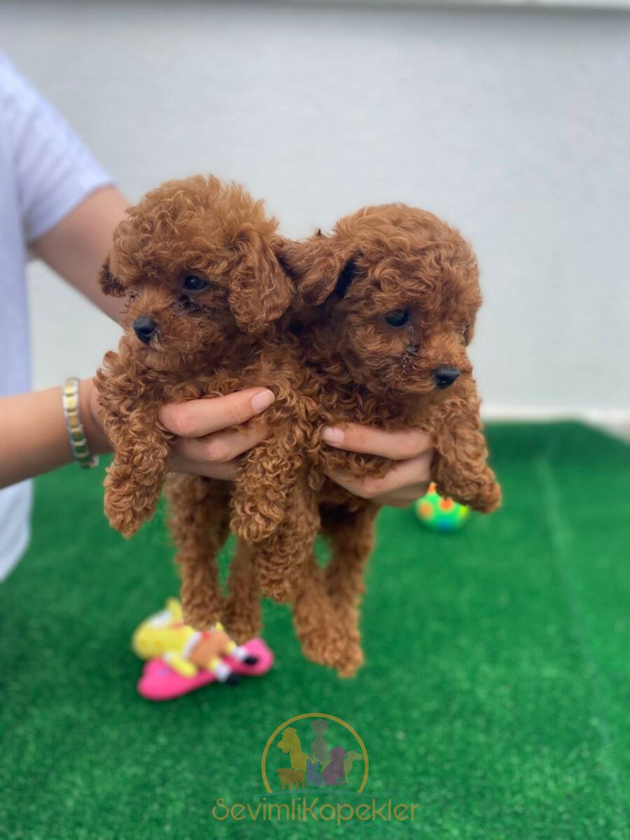 satılık Poodle Toy üçüncü fotoğrafı