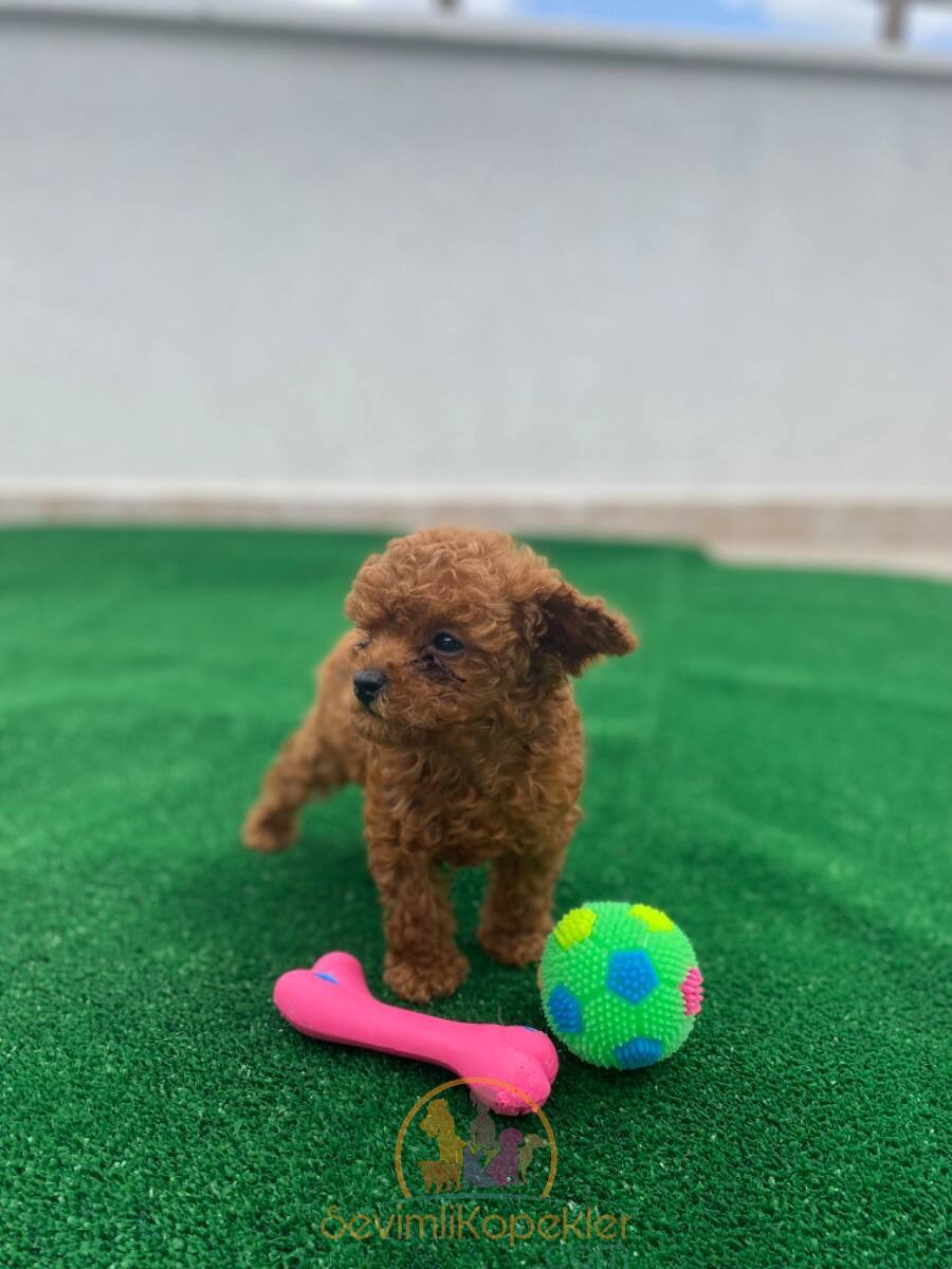 satılık Poodle Toy dördüncü fotoğrafı