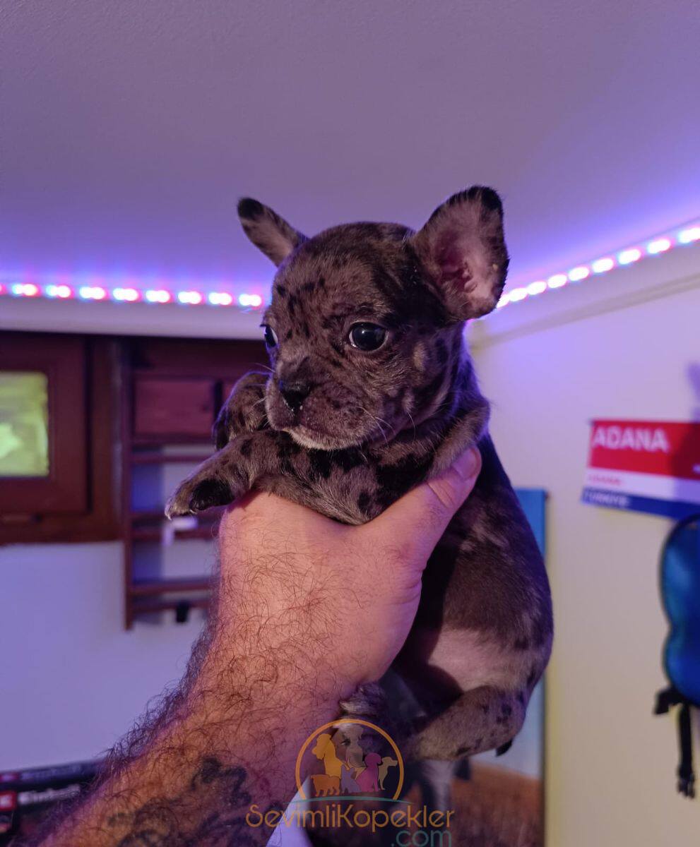 satılık French Bulldog ikinci fotoğrafı