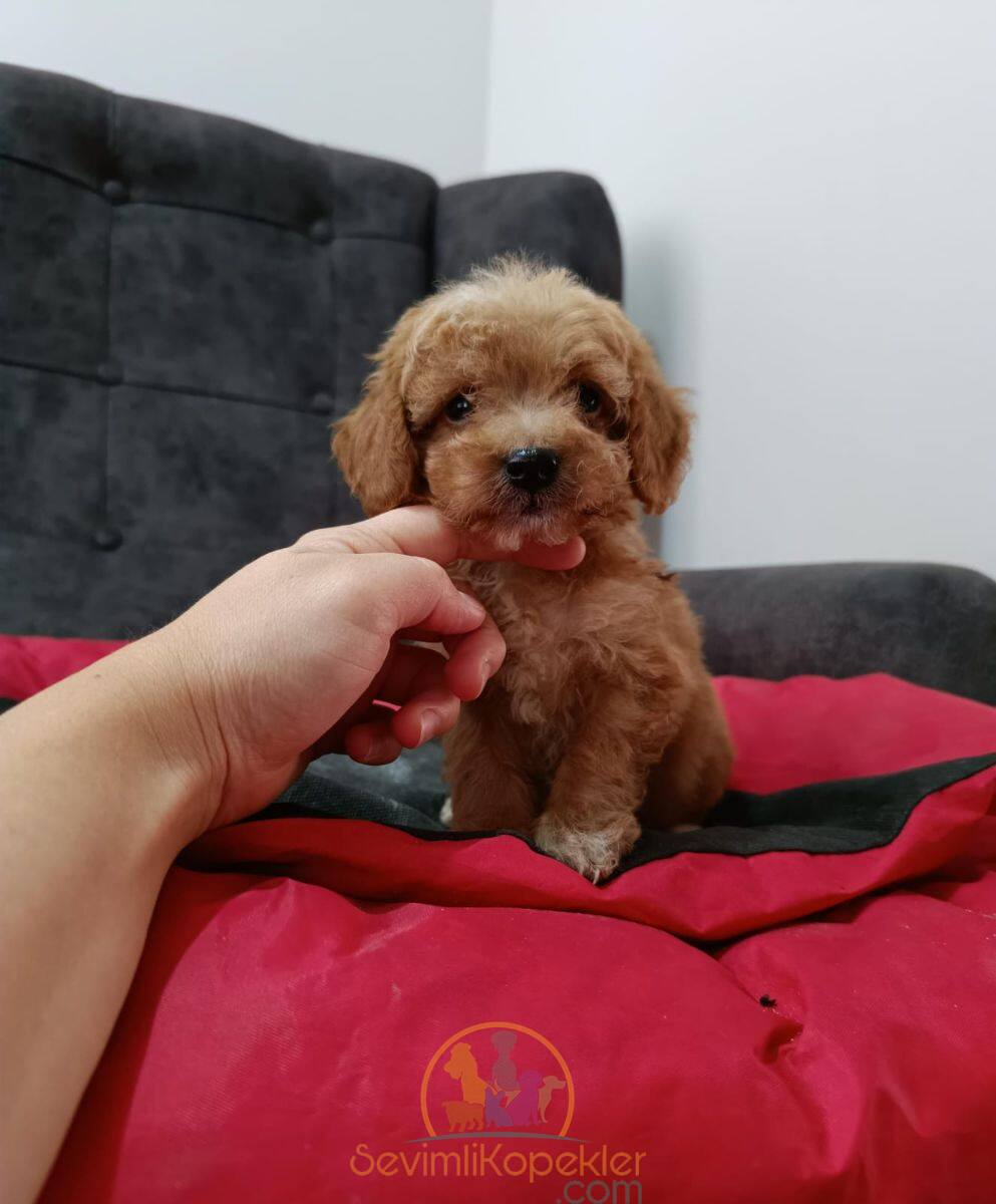 satılık Maltipoo ikinci fotoğrafı