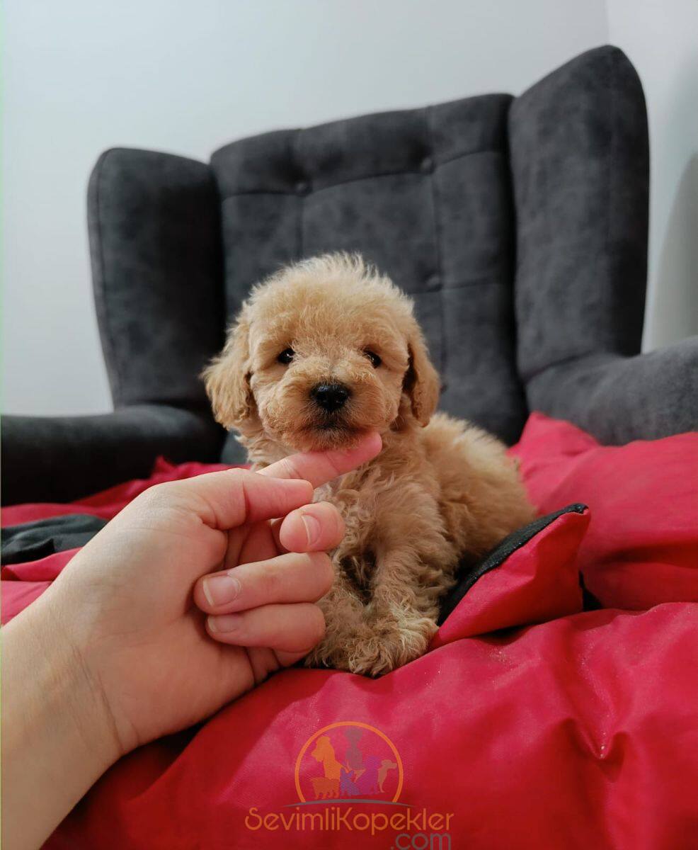 satılık Maltipoo fiyatı