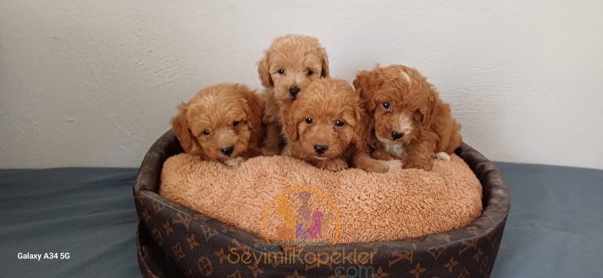 satılık Maltipoo üçüncü fotoğrafı