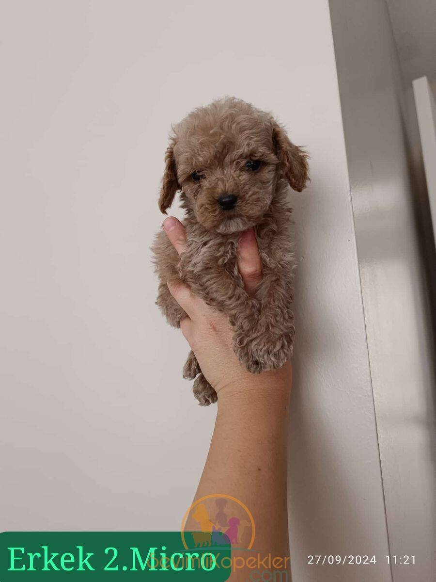 satılık Maltipoo fiyatı