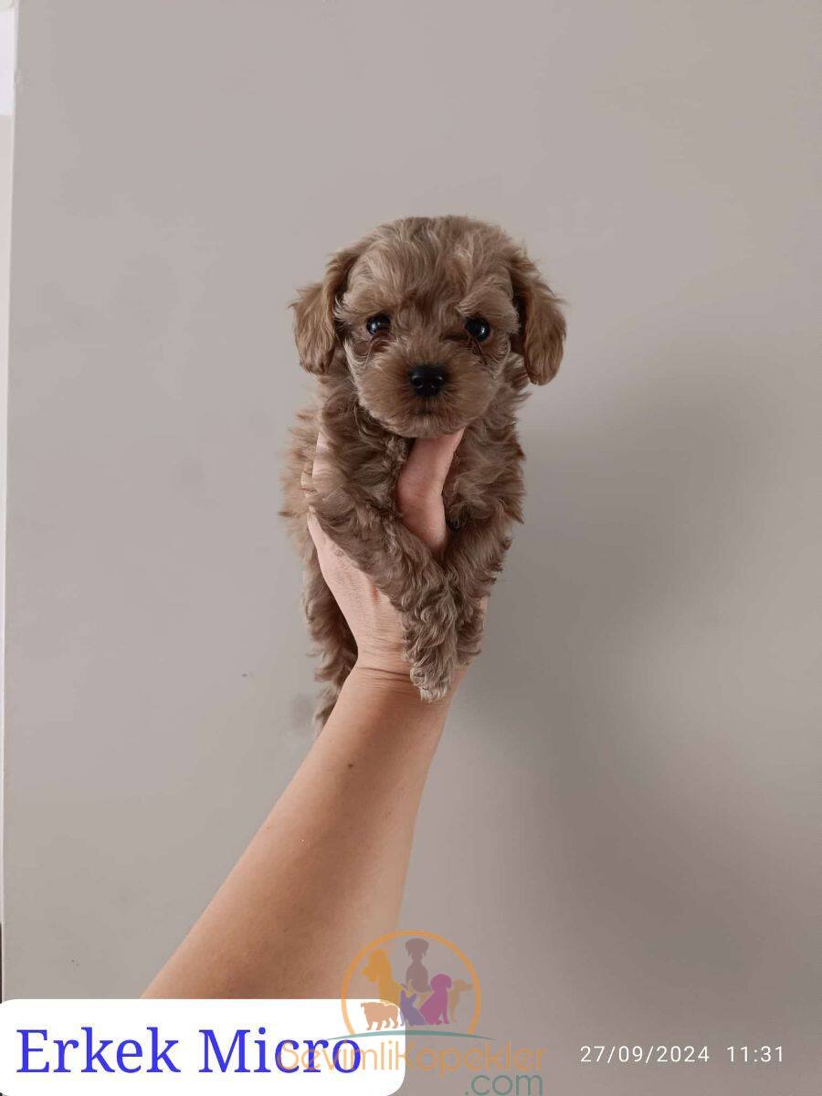 satılık Maltipoo ikinci fotoğrafı