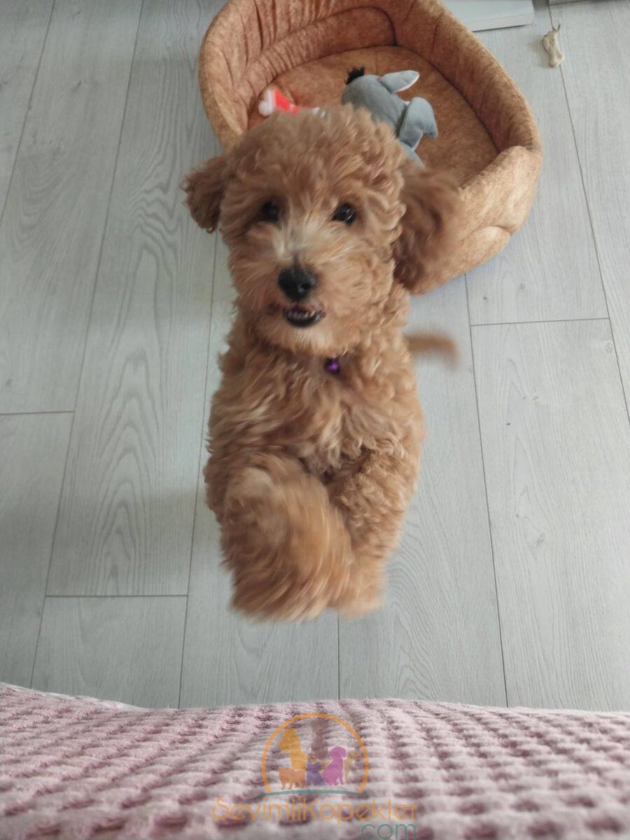 satılık Poodle Toy fiyatı