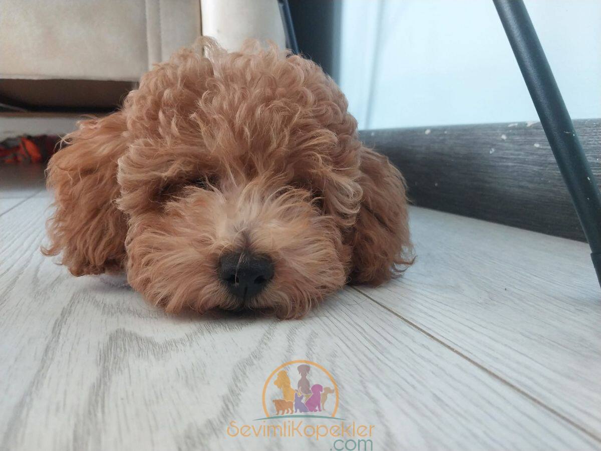 satılık Poodle Toy üçüncü fotoğrafı