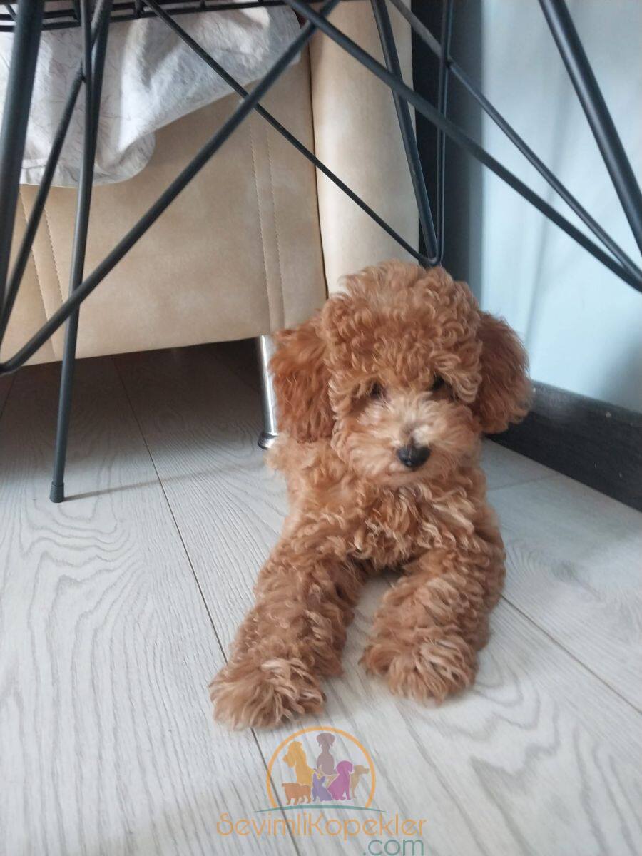 satılık Poodle Toy dördüncü fotoğrafı