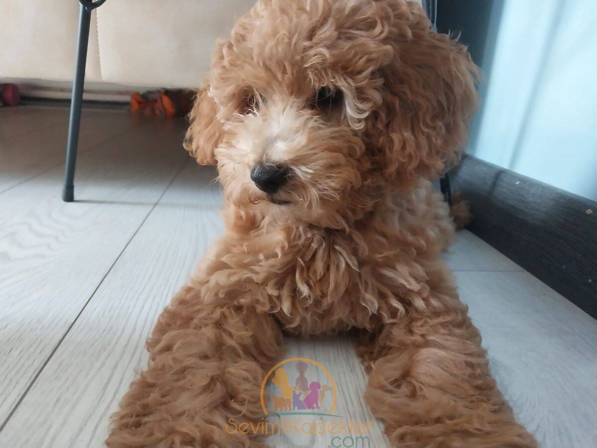 satılık Poodle Toy beşinci fotoğrafı