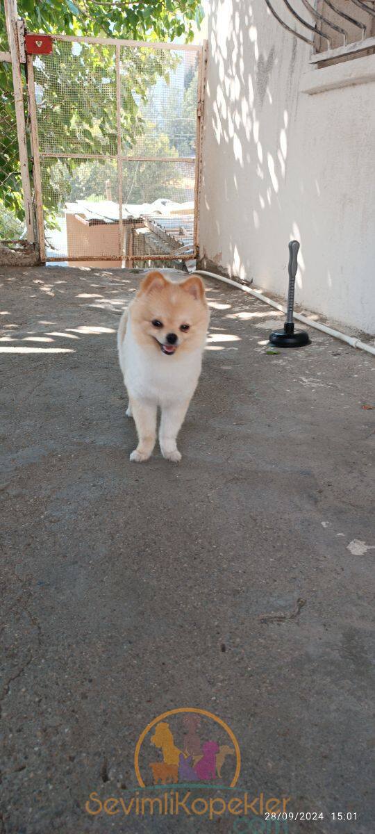 satılık Pomeranian beşinci fotoğrafı