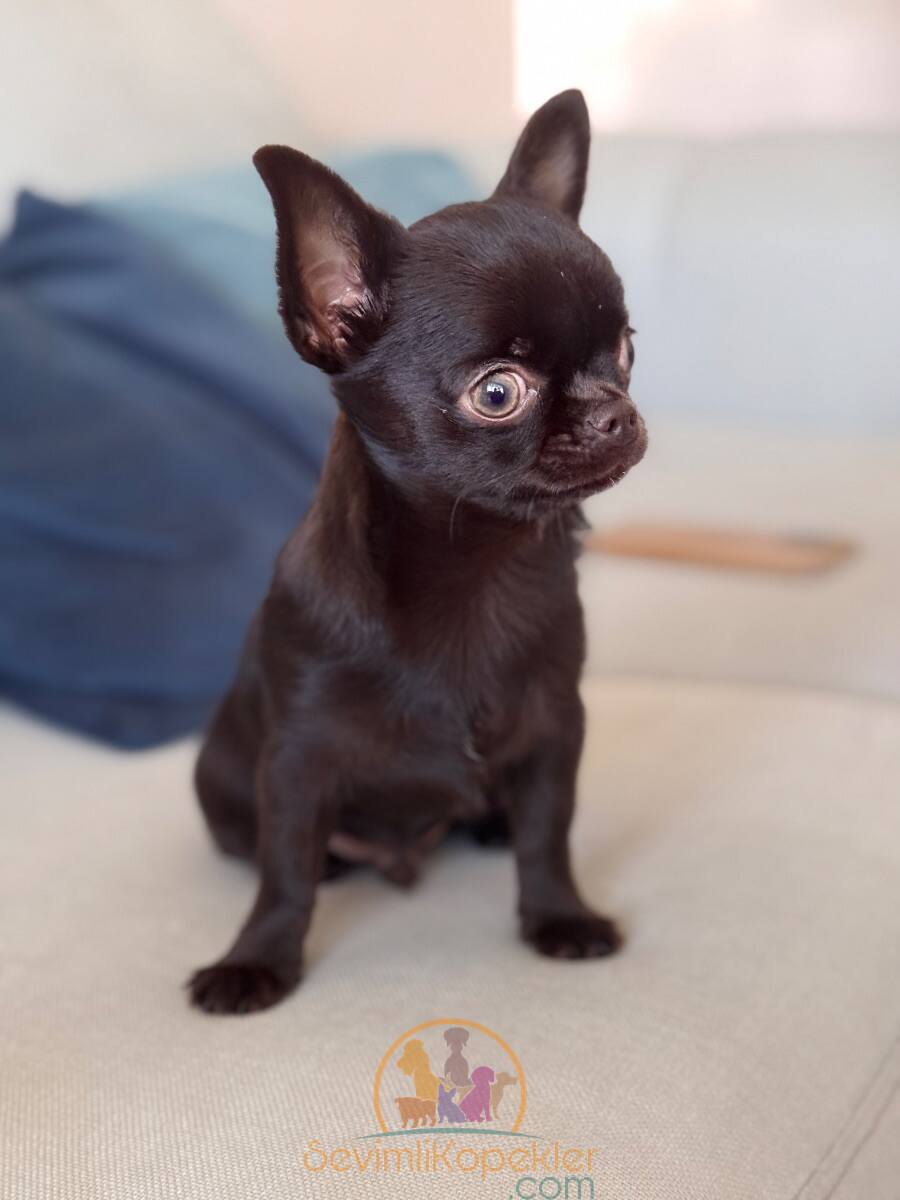 satılık Chihuahua ikinci fotoğrafı