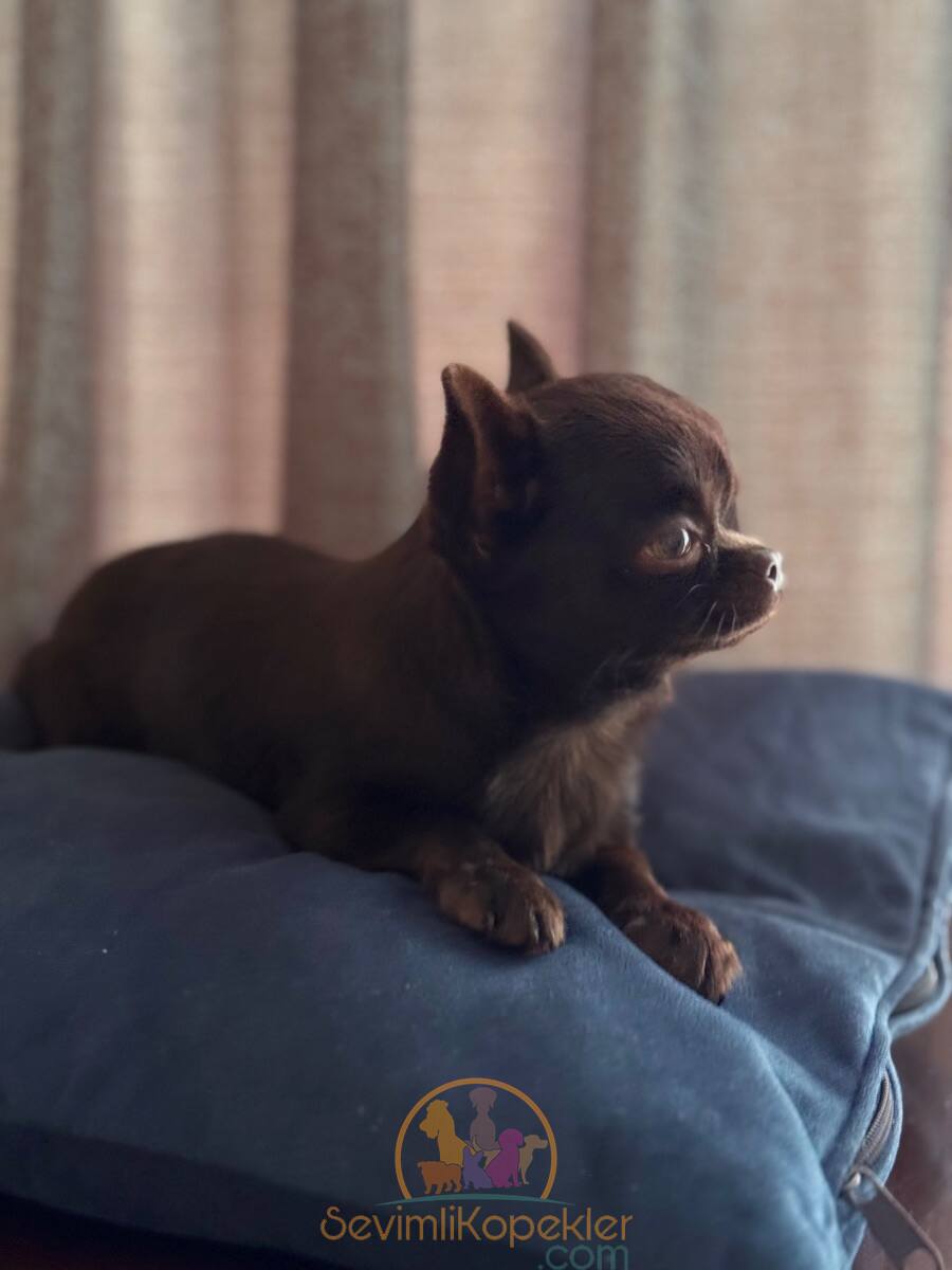 satılık Chihuahua üçüncü fotoğrafı