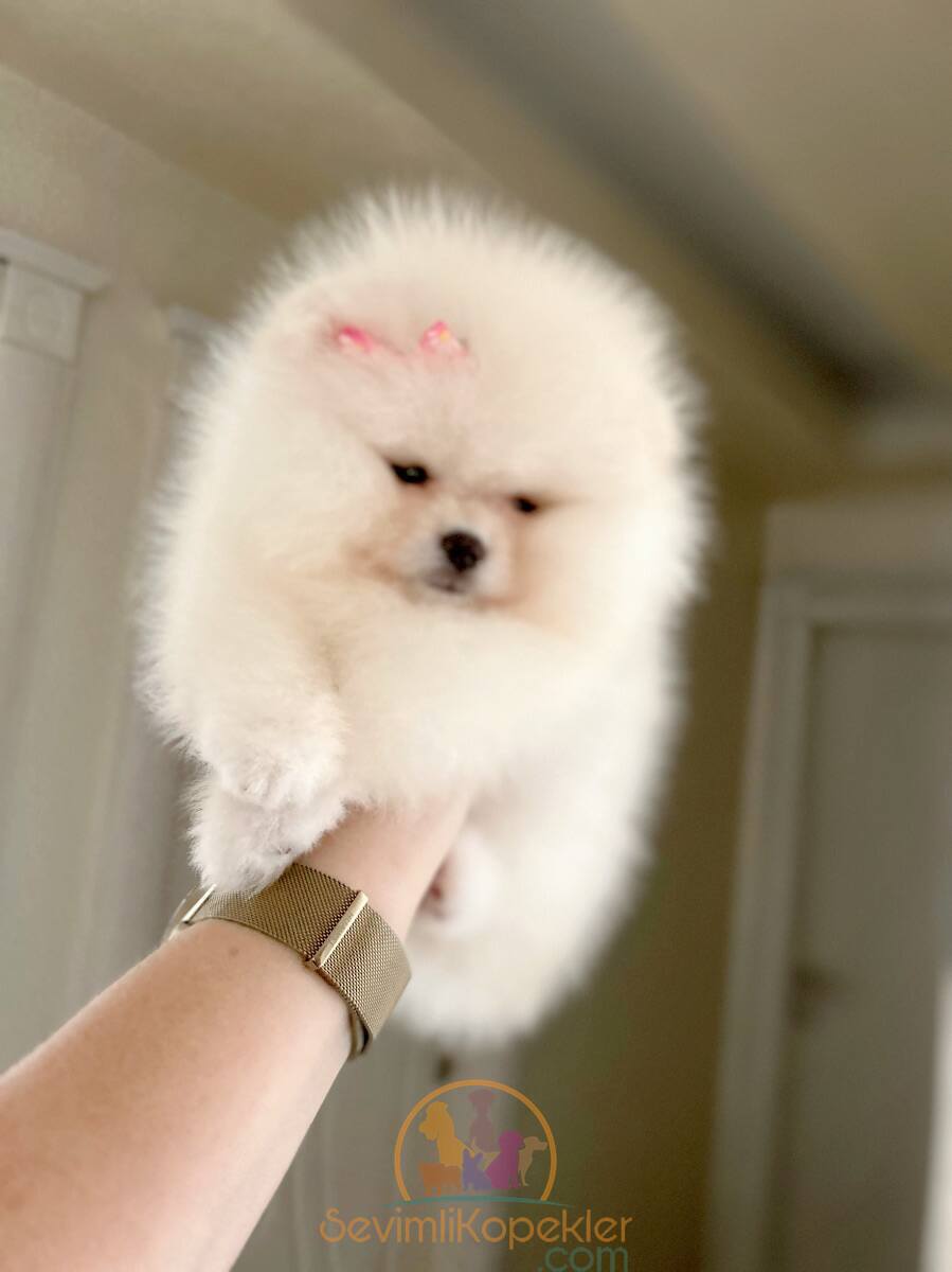 satılık Pomeranian üçüncü fotoğrafı