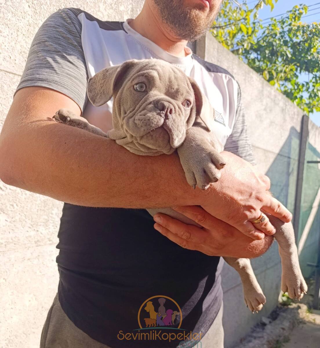 satılık American Bully fiyatı