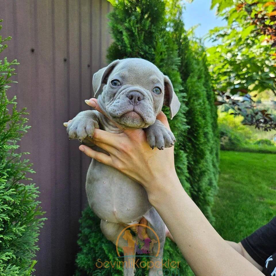 satılık American Bully ikinci fotoğrafı