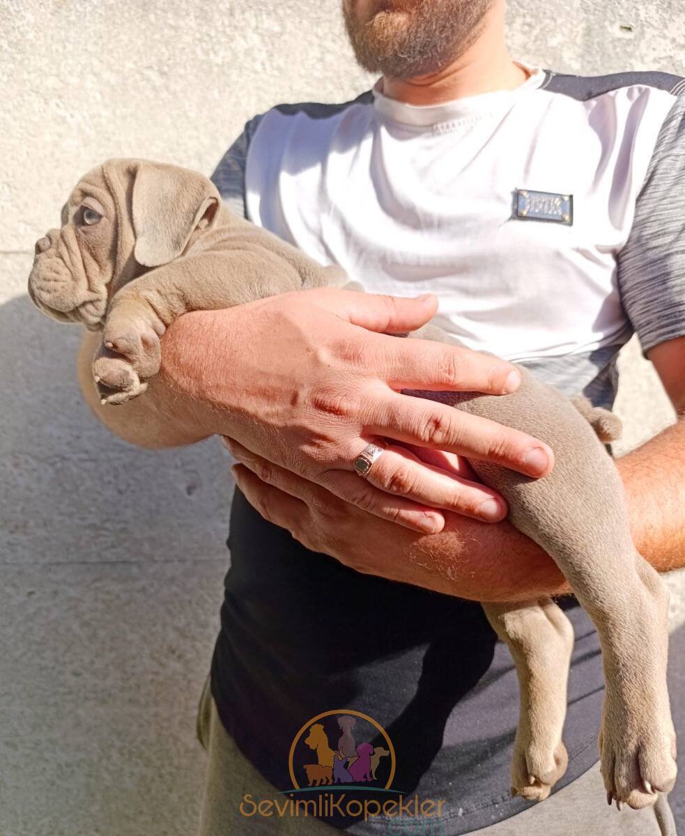 satılık American Bully üçüncü fotoğrafı