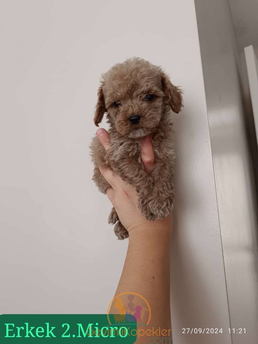 satılık Maltipoo ikinci fotoğrafı