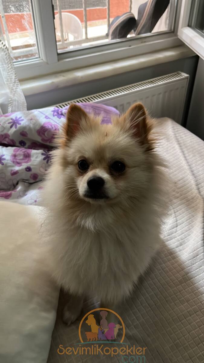 satılık Pomeranian üçüncü fotoğrafı