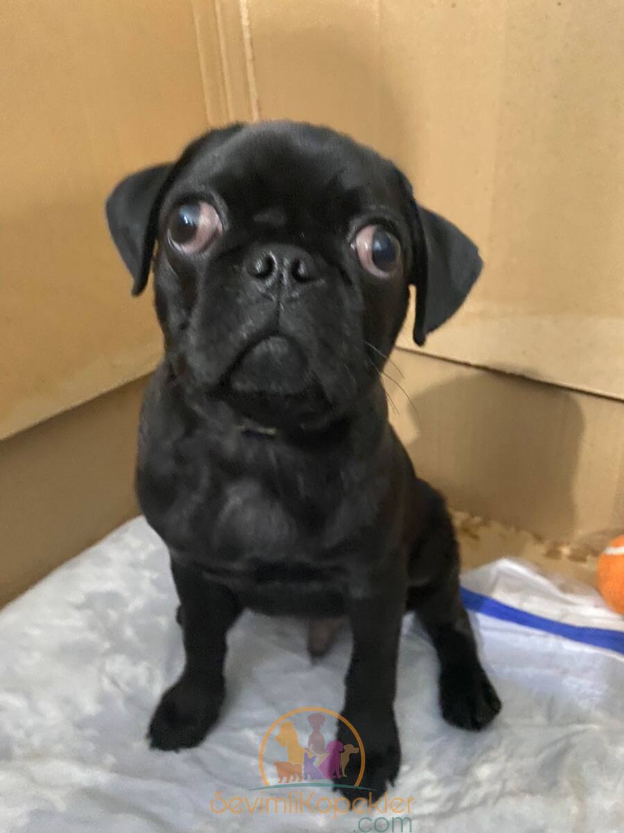 satılık Pug üçüncü fotoğrafı