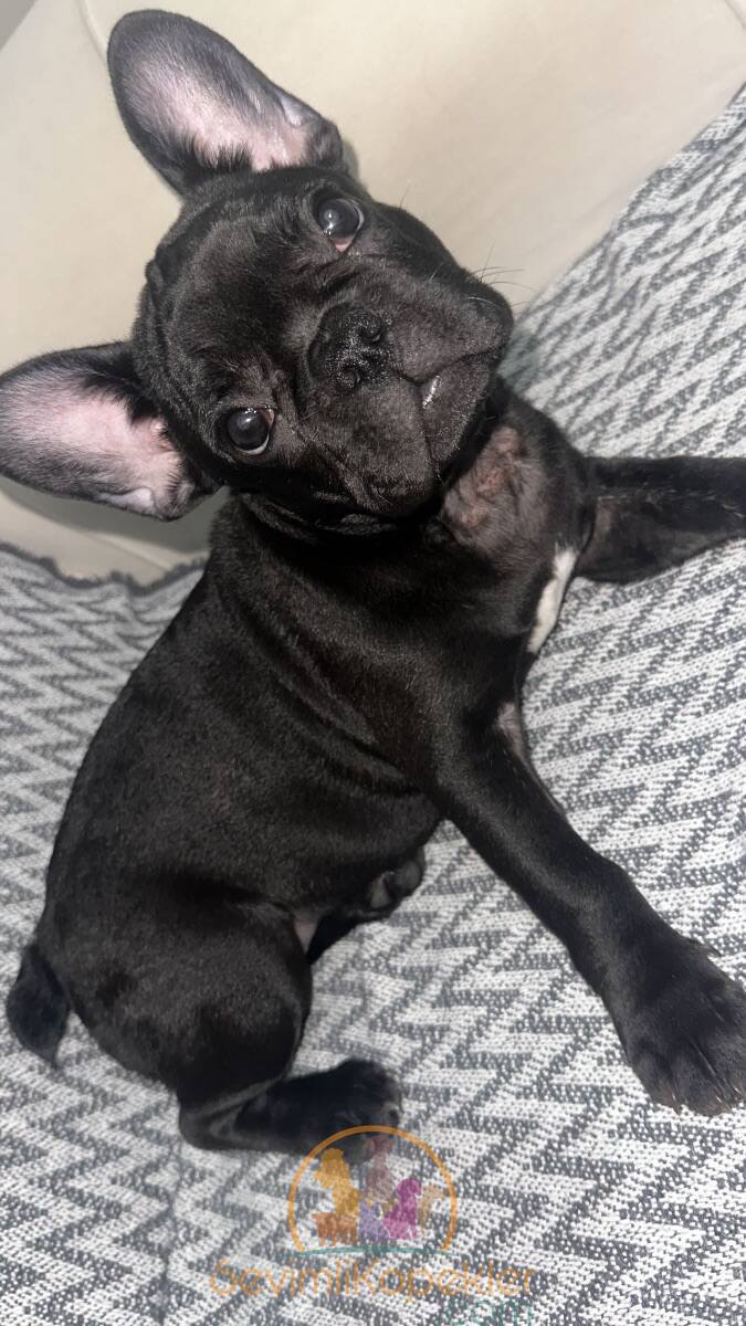 satılık French Bulldog fiyatı