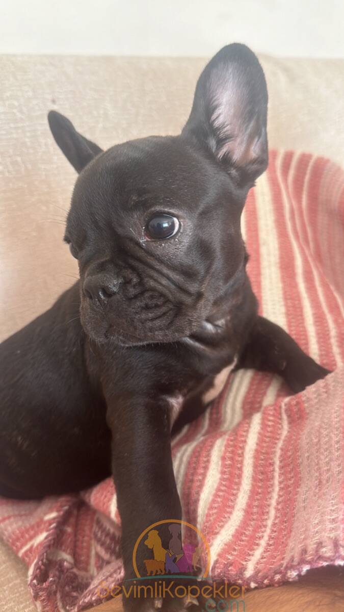 satılık French Bulldog ikinci fotoğrafı