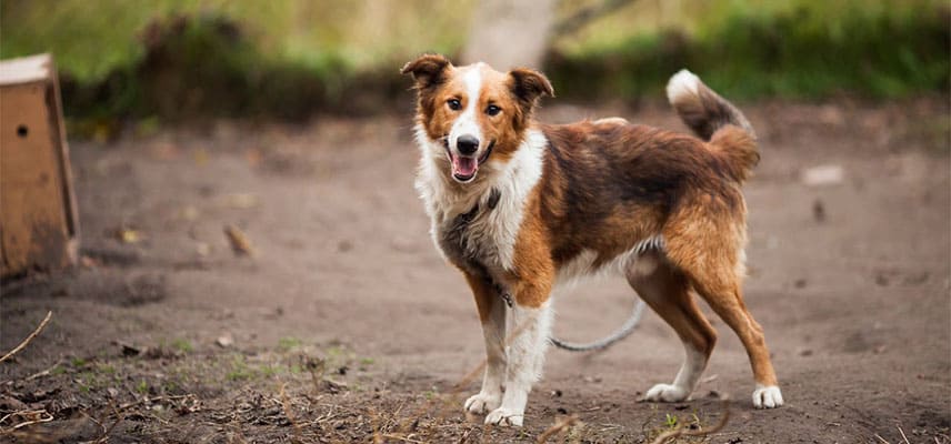 Ücretsiz Köpek Sahiplenme