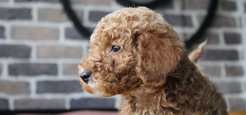 Toy poodle özellikleri