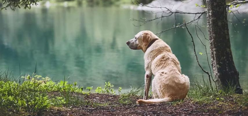 Köpek yaşı nasıl hesaplanır