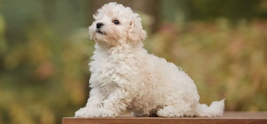 Maltipoo ne kadar büyür