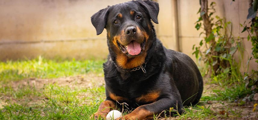 Rottweiler özellikleri