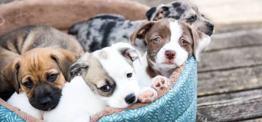 Yavru köpek sahiplenme