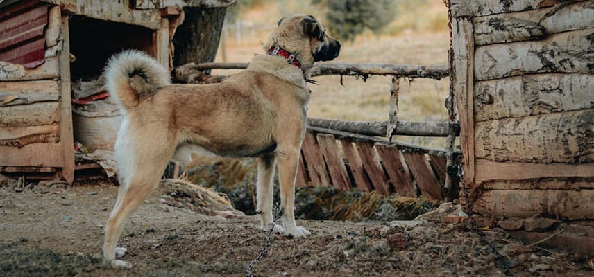 Kangal Köpek İsimleri