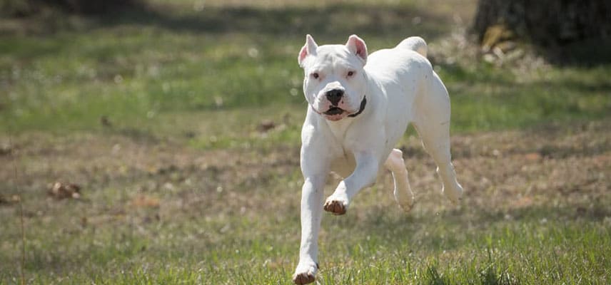 Türkiye İçin Yasaklanmış Köpek Irkları