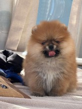 Pomeranian-İstanbulPomeranian yavrul..