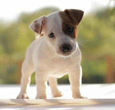 Jack Russell-İstanbulSatılık Jack Russ..