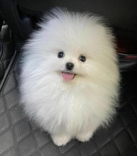 Satılık pomerania...