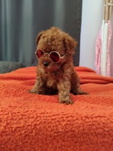 Poodle Toy-İstanbul Toy poodle yavru..