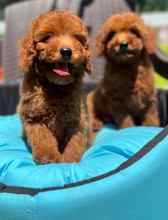 Toy poodle yavru..