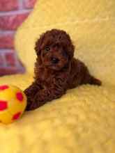 Poodle Toy-ArdahanRED BROWN ORİJİNA..