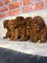 TOY POODLE BEBİŞL...