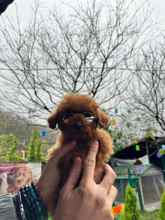 Poodle Toy-İstanbul-box-26583