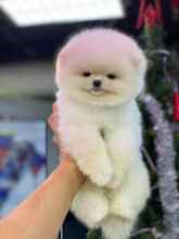 Pomeranian-İstanbulAyı surat teddy b..