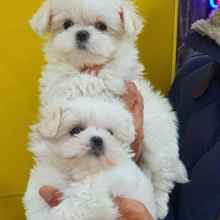 Terrier Maltese-Antalya-box-13515