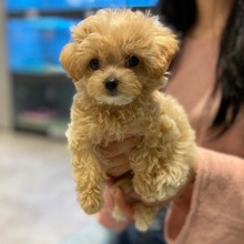 Maltipoo-Antalya-box-27296