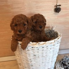 Poodle Toy-AntalyaRED TOY POODLE YA..