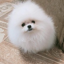 Pomeranian-AntalyaIRK GARANTİLİ POM..