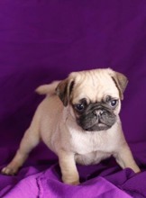 Pug-Antalya-box-27724