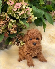 TOY POODLE YAVRUL..